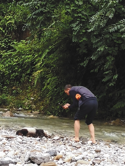 被发现于四川黑水河自然保护区一河滩处,疑因暴雨导致山洪暴发落水溺亡