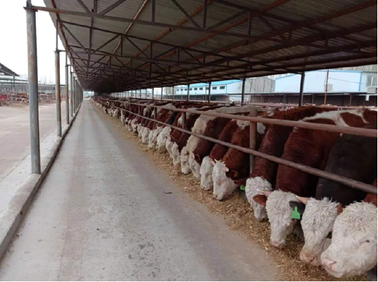 皓月集团肉牛养殖场