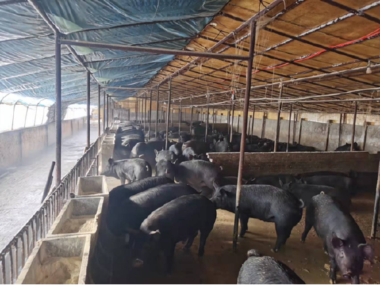 吉林省永吉县山黑猪养殖场