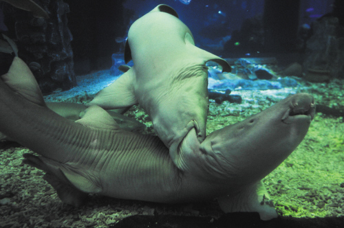 疯狂猜图鲨鱼嘴_疯狂猜图一个鲨鱼嘴3个字电影电视答案(3)