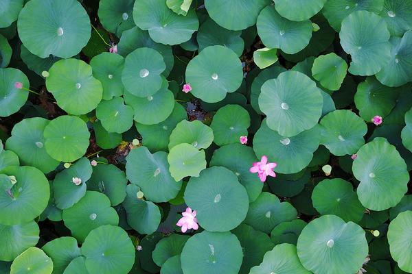 澳大利亚荷兰-乐鱼app(leyu)官方网站-乐鱼官网