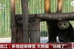 黑龙江：多地迎来降雪 大熊猫“玩嗨了”