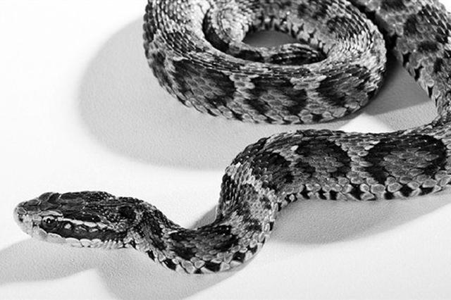 三角形头的蛇一定有毒吗 五步蛇真的会五步倒