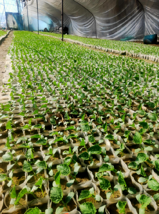 西瓜怎么育苗好 b209-d68ee12ac9eb9c1ea42d409204cddede.png