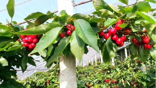 　大连金普新区大棚樱桃喜获丰收
