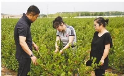 陈江霞（中）在小屯镇冮官村指导“不老莓”修剪。