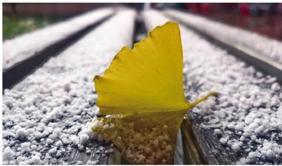 泛黄的银杏叶被雪盖住了一半。辽沈晚报、聊沈客户端记者查金辉摄