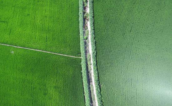 俯瞰水稻田犹如画卷。