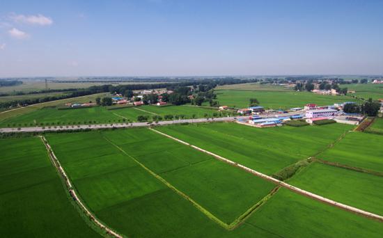 河岸旁的庄稼绿油油。