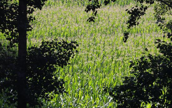 大田苞米长势喜人。