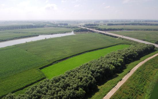 三条大河水势平稳 两侧庄稼茁壮成长（最新发布）