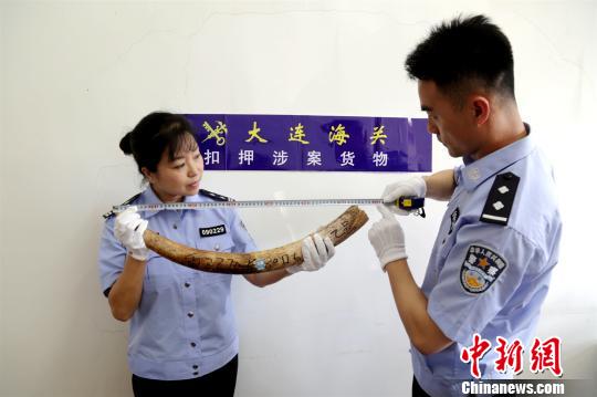 大连海关查获一批走私象牙。 吴宇峰 摄