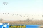 辽宁锦州：大批灰鹤前来越冬