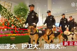 工作卖萌两不误 春运里的“警犬汪”