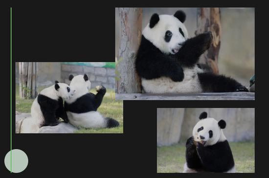 本文图片均由上海野生动物园提供