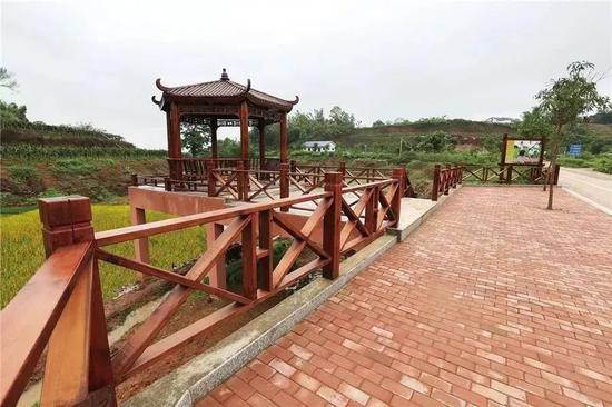 南宁坛板坡紫色花海盛开了?快来看怎么回事