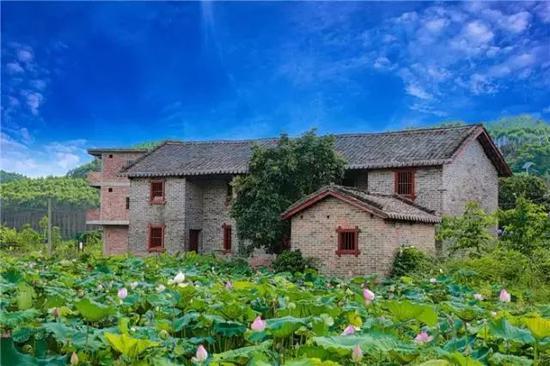 南宁坛板坡紫色花海盛开了?快来看怎么回事