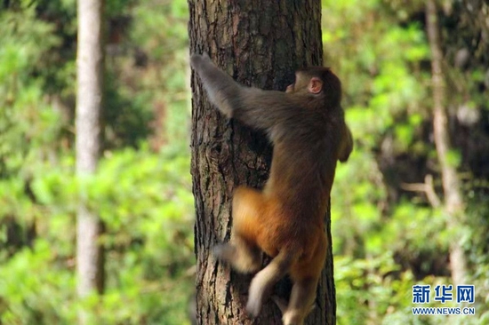湖北木林子国家级自然保护区的猕猴。新华网发 覃进之 摄