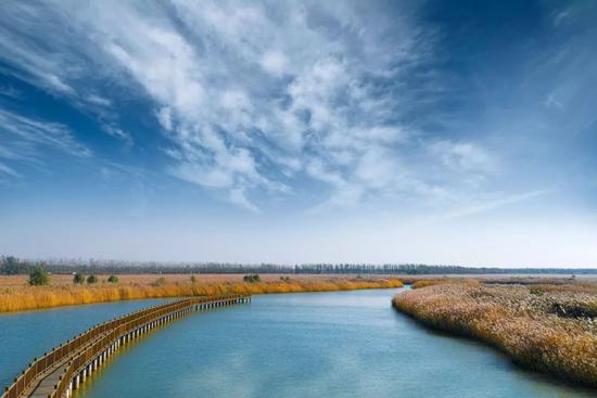 大黄堡湿地如何保护 武清多部门联动守护“天津之肾”