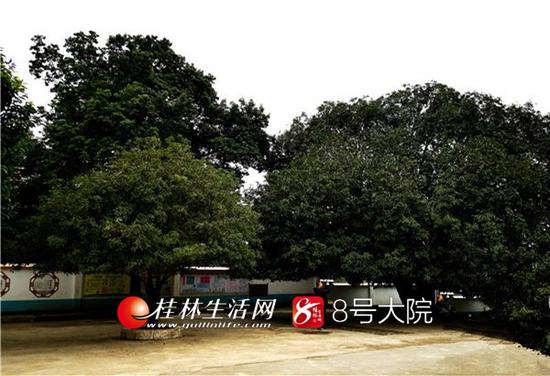 20多年的桂花与古桂对比