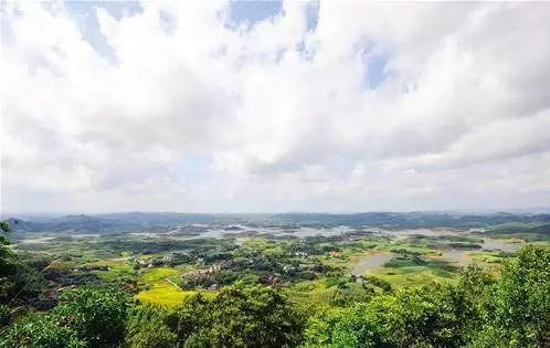 南宁坛板坡紫色花海盛开了?快来看怎么回事