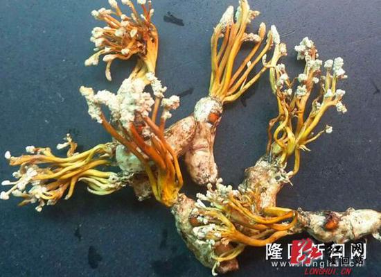 金蝉花。
