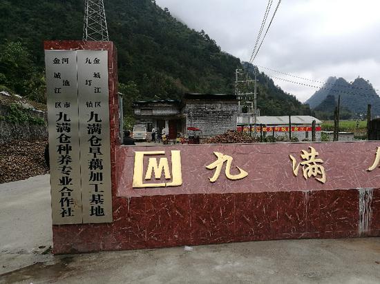 当地的旱藕加工基地。新华社记者 覃星星摄