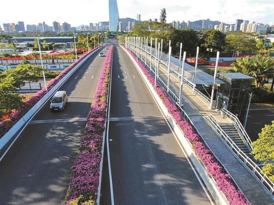 ▲深湾五路盛放的簕杜鹃。深圳晚报记者 陈玉 通讯员 陈萃 摄