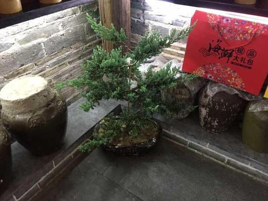 杭州1老板与演员开临牌车偷路边盆栽 价值1200元