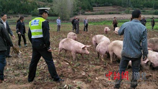 货车侧翻40余头猪逃窜 警民上演“赶猪大战”