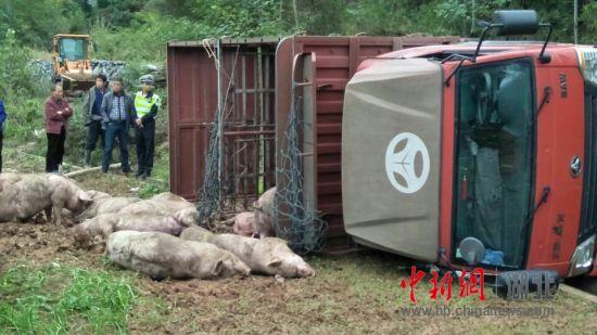 货车侧翻40余头猪逃窜 警民上演“赶猪大战”