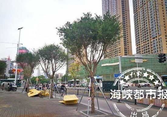 洋头口新栽种的小叶榕