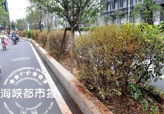 八一七路分车带,红叶石楠遇虫害枯黄