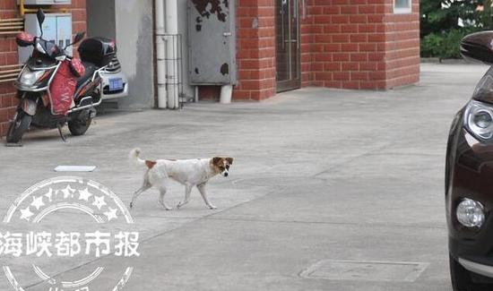 流浪狗白天也在小区内“闲逛”