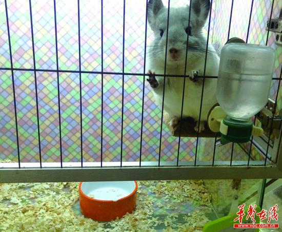 7月31日,多个品种的龙猫正在某宠物店内出售。 记者 朱蓉 摄