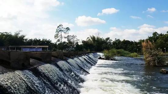 南宁坛板坡紫色花海盛开了?快来看怎么回事