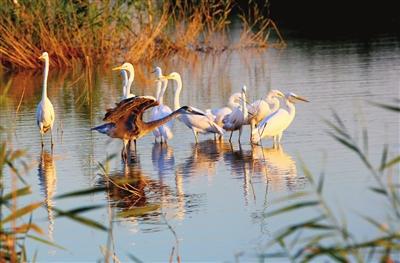 七里海湿地鸟类的乐园