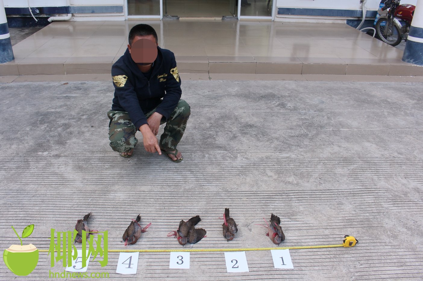 昌江郑某艺指认非法猎捕鸟类