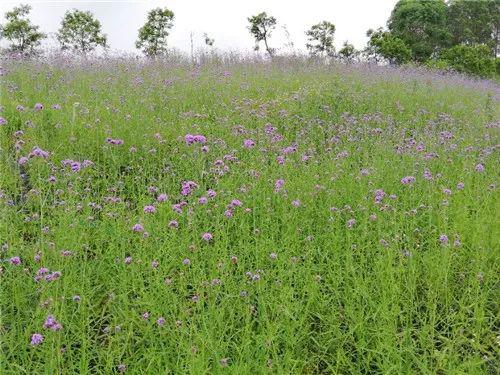 南宁坛板坡紫色花海盛开了?快来看怎么回事