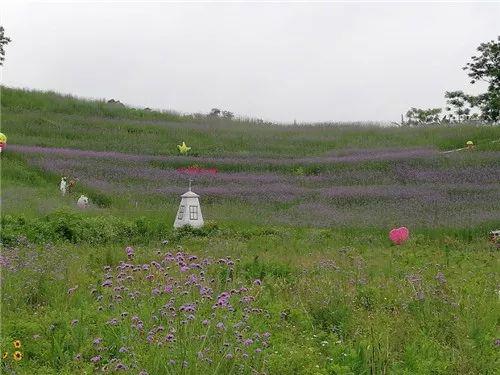 南宁坛板坡紫色花海盛开了?快来看怎么回事