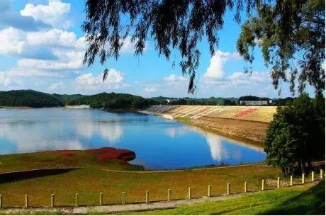 南宁坛板坡紫色花海盛开了?快来看怎么回事