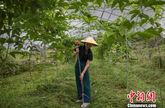 “百香姐”潘秋霞时常在果园直播。(资料图) 钟欣 摄
