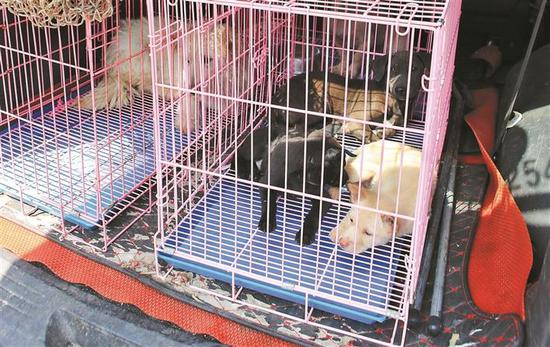 执法队员在当天的行动中捕获的流浪犬。 深圳晚报记者 冯明 实习生 杜彤彤 摄