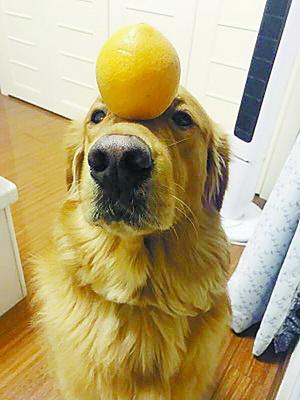 爱犬名片