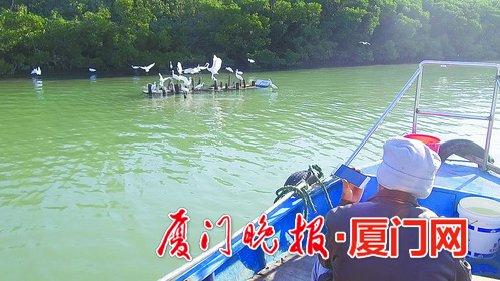 陈德光给白鹭放音乐。