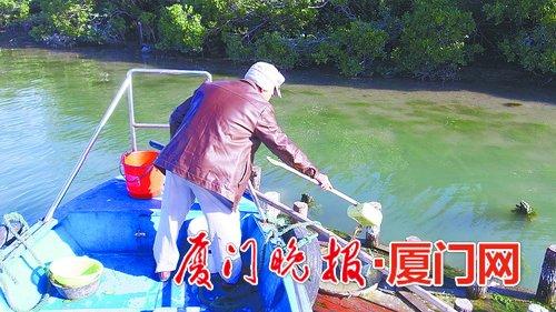 陈德光在引鸟平台投放泥鳅。