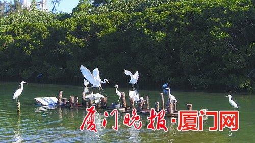 白鹭在引鸟平台上争食。
