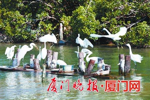 -白鹭在引鸟平台上争食。郭航摄