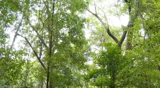 过年去哪玩?广西融水有座玻璃桥 去双龙沟嗨一