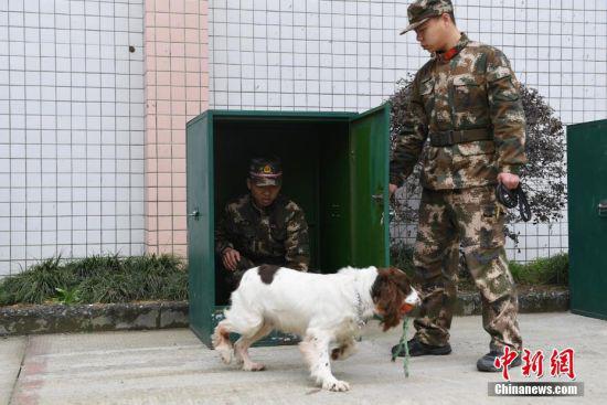 一只搜救犬正在进行“衔取”训练。 中新社记者 王远 摄